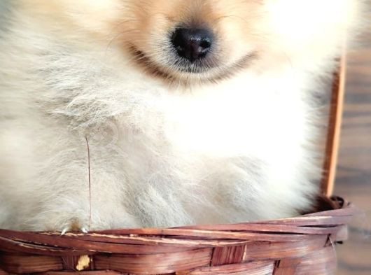 Pomerian Yavrularımız görsel