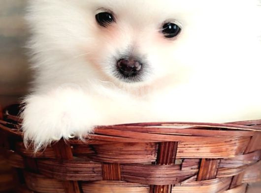 Pomerian Yavrularımız
