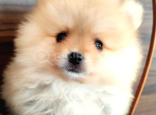 Pomerian Yavrularımız görsel