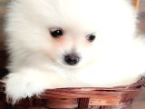 Pomerian Yavrularımız