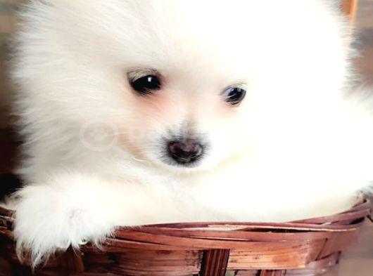 Pomerian Yavrularımız görsel