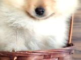Pomerian Yavrularımız
