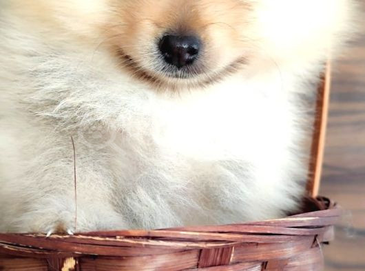 Pomerian Yavrularımız görsel