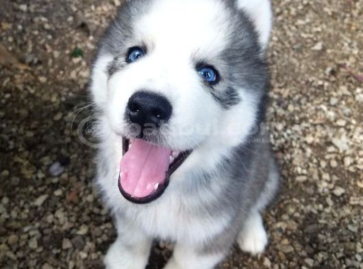 Dişi Erkek Sibirya Kurdu Husky Yavrularımız görsel