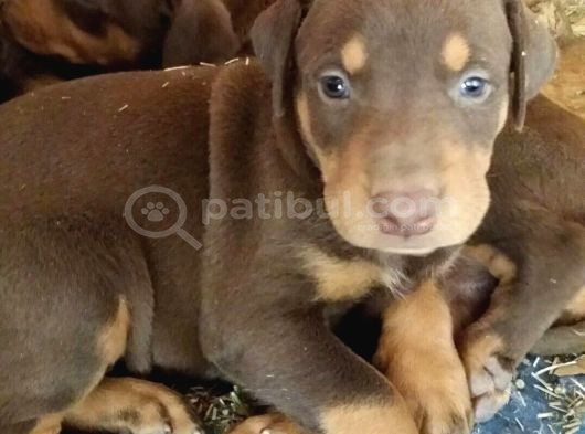 Dişi Erkek Kızıl Ve Siyah Doberman Yavrularımız görsel