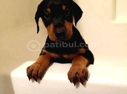 Dişi Erkek Kızıl Ve Siyah Doberman Yavrularımız görsel