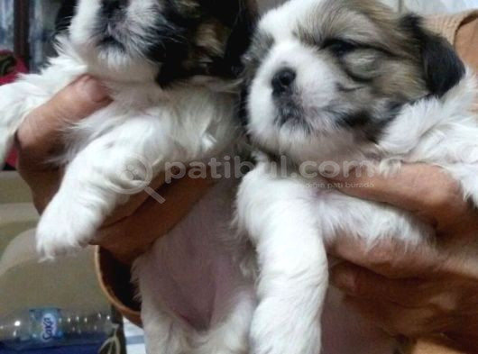 Dişi Erkek Shih Tzu Yavrularımız görsel