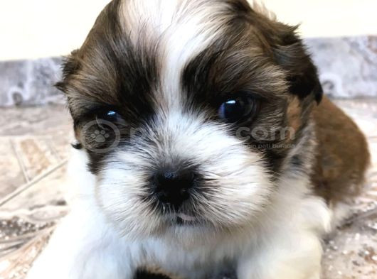 Dişi Erkek Shih Tzu Yavrularımız görsel