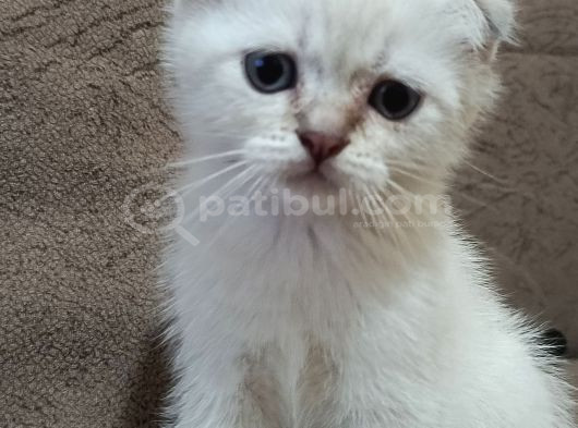 Minikler Yeni Yuvalarını Arıyor görsel