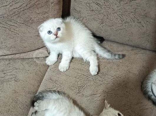 Minikler Yeni Yuvalarını Arıyor görsel