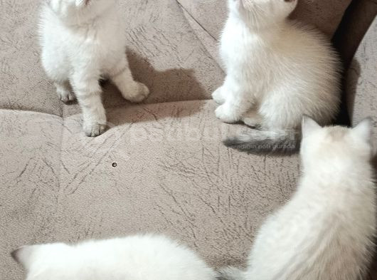 Minikler Yeni Yuvalarını Arıyor görsel
