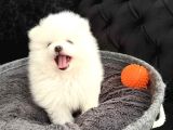 Ev Üretimi Pomerian Baby
