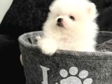 Ev Üretimi Pomerian Baby