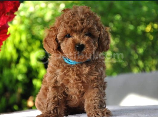 Ruhsatlı Üretim Çiftliği Güvencesiyle Toy Poodle görsel