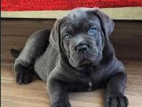 Ruhsatlı üretim çiftliği güvencesiyle cane corso