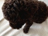 2 Aylik Disi Maltipoo Chocolate Rengi