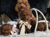Toy Poodle Red Brown Yavrularımız