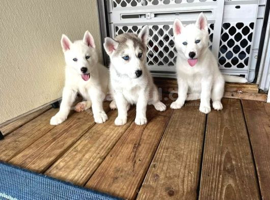 Safkan Husky Sibirya Kurdu Yavrularımız