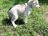 Safkan Husky Sibirya Kurdu Yavrularımız