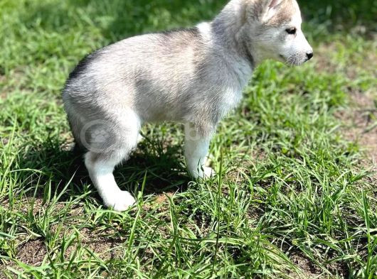 Safkan Husky Sibirya Kurdu Yavrularımız görsel