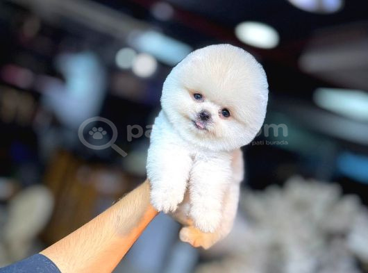 ORJİNAL TEACUP POMERANİAN BOO