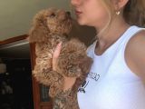 Toy Poodle Yavrular