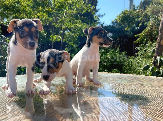 Kısa Kuyruk Kısa Bacak Jack Russel Terrier görsel