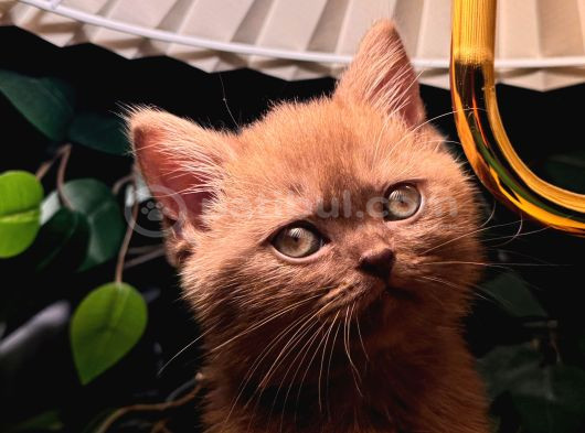 Nadir Bulunan Cinnamon British Shorthair görsel