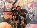 En Kaliteli Rottweiler Bebekler