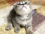 Scottish Fold Dişi 2 Aylık