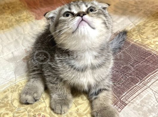 Scottish Fold Dişi 2 Aylık görsel