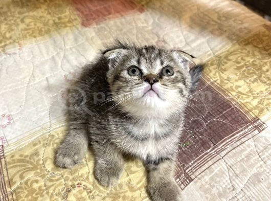 Scottish Fold Dişi 2 Aylık görsel