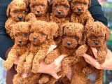 Kore yavrularımız