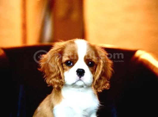 Cavalier Ki̇ng Charles Yavrular