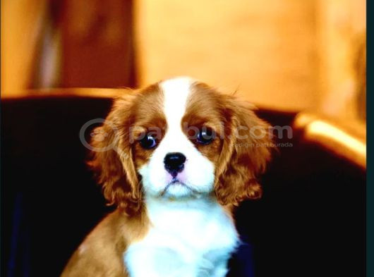 Cavalier Ki̇ng Charles Yavrular görsel