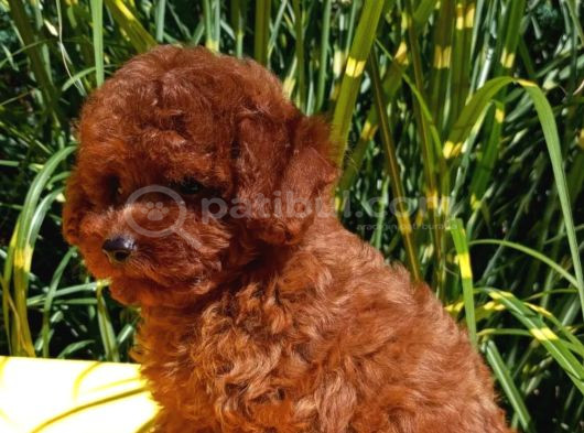 Mükemmel En Özel Toy Poodle Yavrular görsel