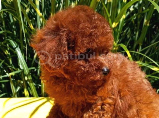 Mükemmel En Özel Toy Poodle Yavrular görsel