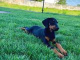 Efsane Güzellikte Doberman Yavrular