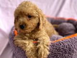 Sevimli Toy Poodle Yavrular