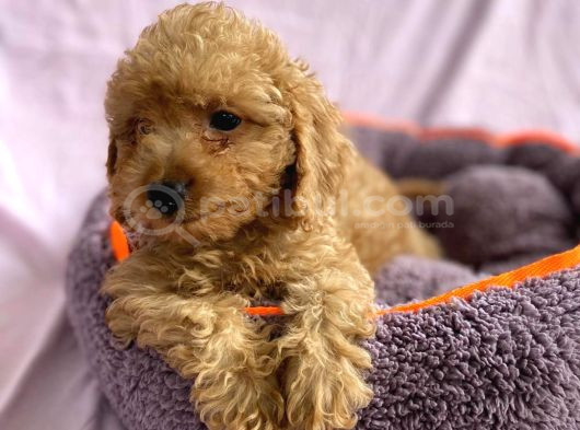 Sevimli Toy Poodle Yavrular görsel