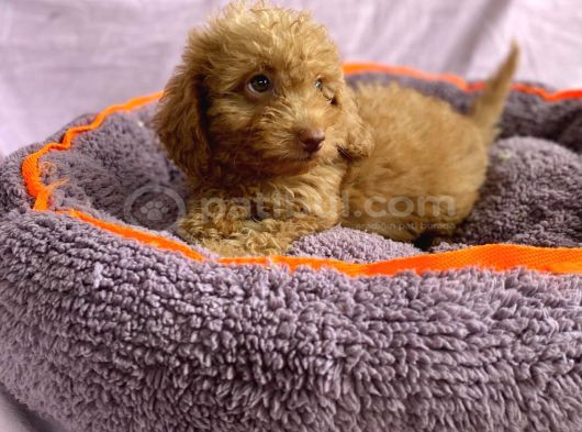Sevimli Toy Poodle Yavrular görsel