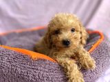sevimli toy poodle yavrular