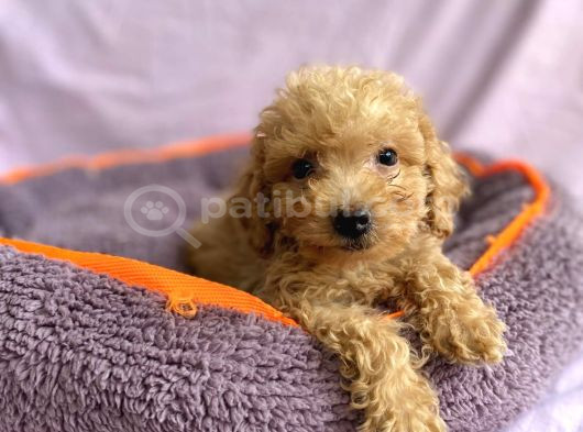 Sevimli Toy Poodle Yavrular görsel