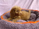 Sevimli Toy Poodle Yavrular