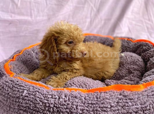 Sevimli Toy Poodle Yavrular görsel