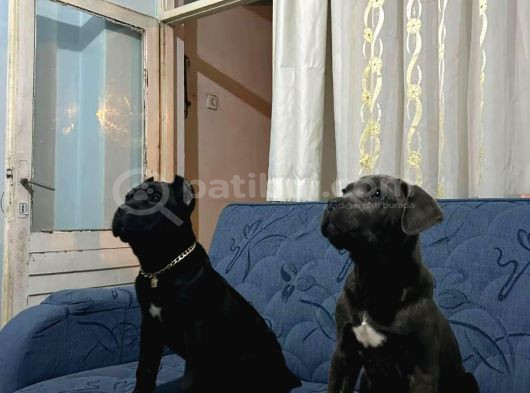 Cane Corso Esteti̇kli̇ Yavrularim
