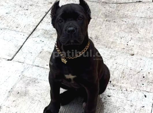 Cane Corso Esteti̇kli̇ Yavrularim görsel