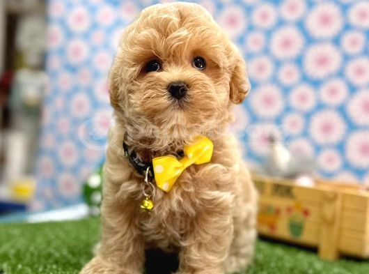Tatlılığıyla Kalbinizi Çalacak Maltipoo Bebekler