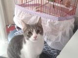 Sevgi Dolu Oyuncu Kedi  Bakırköy  Acil Yuva Aranıyor