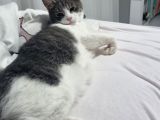 Sevgi Dolu Oyuncu Kedi  Bakırköy  Acil Yuva Aranıyor